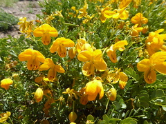 Senna arnottiana
