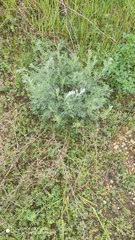 Artemisia austriaca