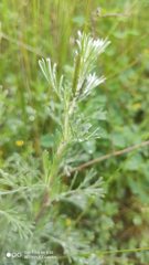 Artemisia austriaca