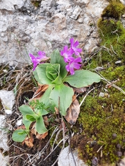 Primula spectabilis