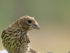 Haemorhous mexicanus