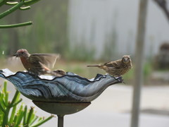 Haemorhous mexicanus