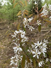 Amelanchier × lamarckii