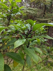 Clermontia parviflora