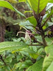 Clermontia parviflora