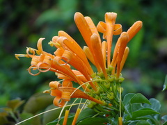 Pyrostegia venusta