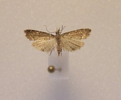 Diplopseustis perieresalis