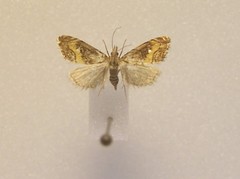 Glaucocharis chrysochyta