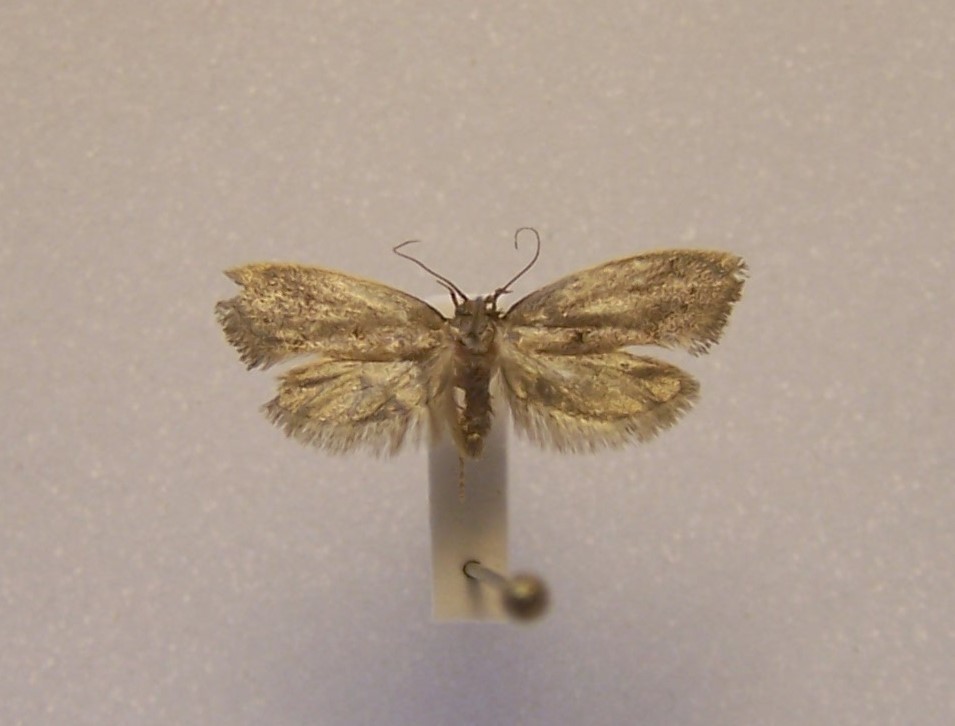 Tingena ombrodella