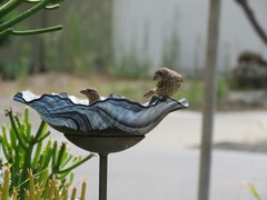 Haemorhous mexicanus