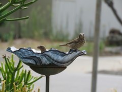 Haemorhous mexicanus