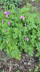 Dicentra formosa