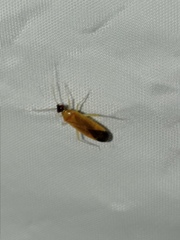 Phylus melanocephalus