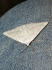 Dyscia conspersaria