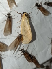Setina roscida