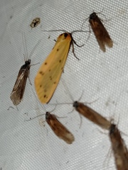 Setina roscida