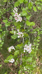 Crataegus