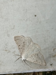 Dyscia conspersaria