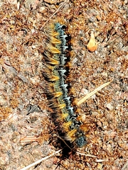 Malacosoma constricta