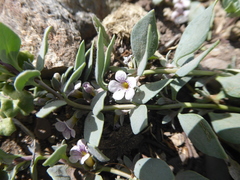 Melosperma andicola