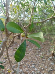 Diospyros tetrasperma