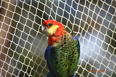 Platycercus icterotis icterotis