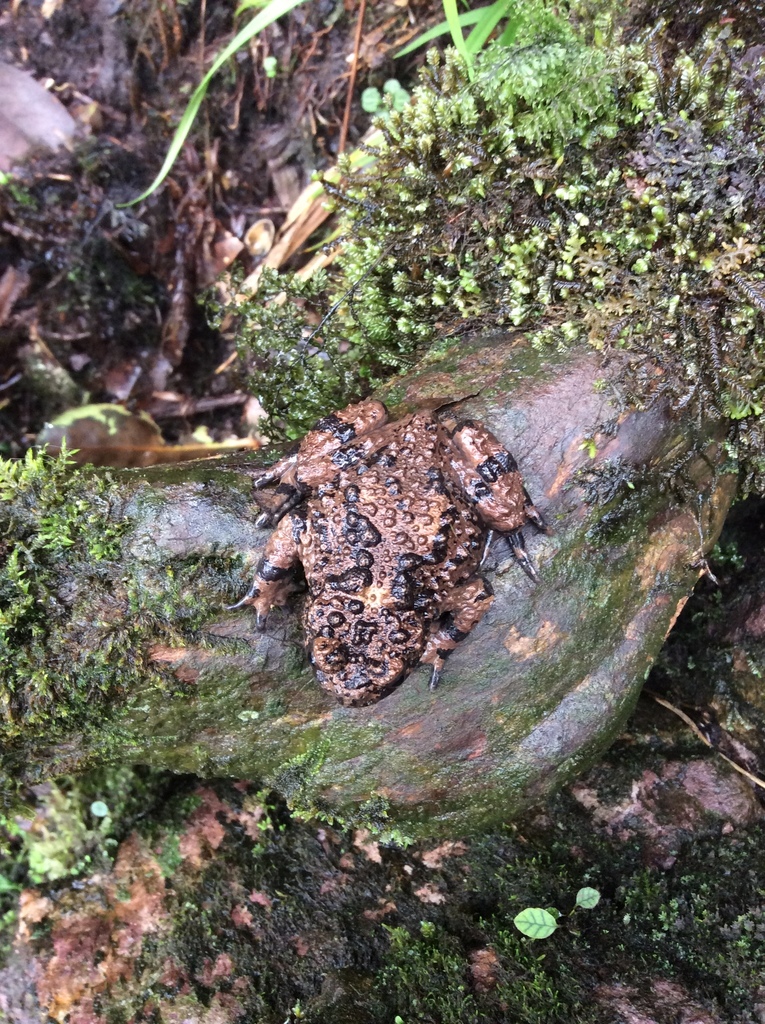 Guangxi Firebelly Toad