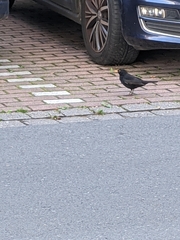 Turdus merula