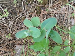 Hylotelephium caucasicum