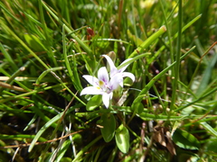 Lobelia oligophylla