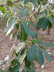 Diospyros tetrasperma