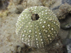 Strongylocentrotidae