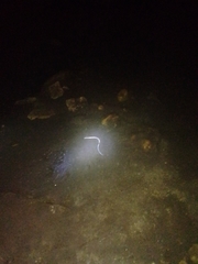 Ophisternon infernale