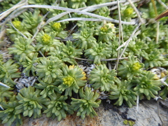Azorella trifurcata