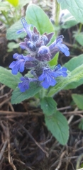 Ajuga genevensis