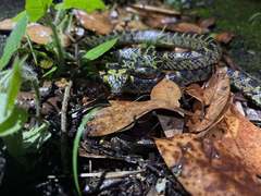 Lycodon meridionalis