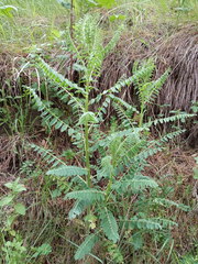 Astragalus galegiformis