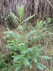Astragalus galegiformis