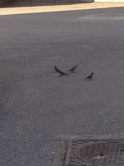 Passer domesticus