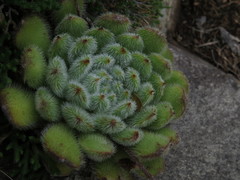 Echeveria setosa setosa