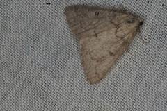 Udea hyalistis