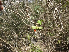 Tabernaemontana hannae