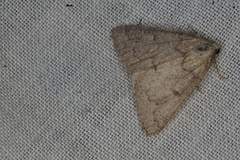 Udea hyalistis