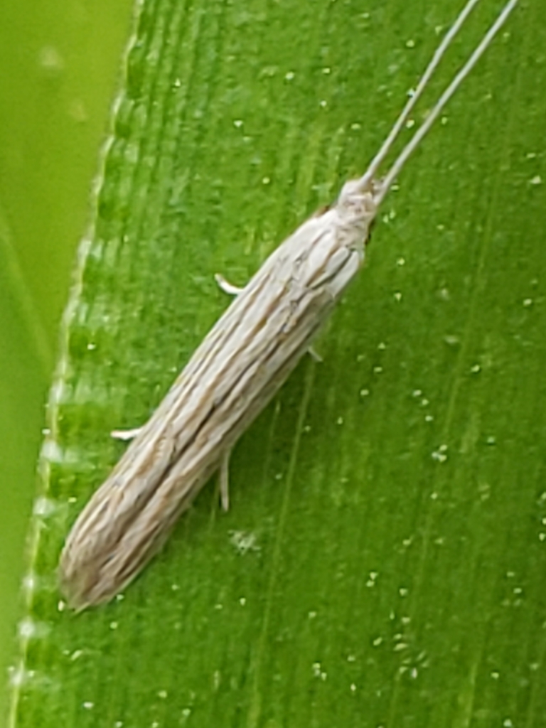 Streaked Coleophora