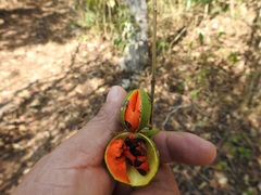 Tabernaemontana hannae