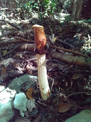 Phallus granulosodenticulatus