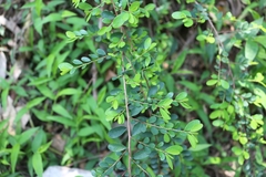 Phyllanthus cochinchinensis