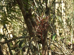 Chamaedorea glaucifolia