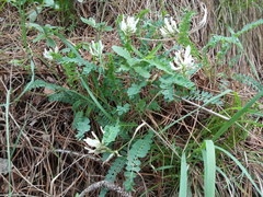 Astragalus polygala