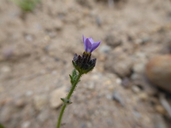 Gilia crassifolia